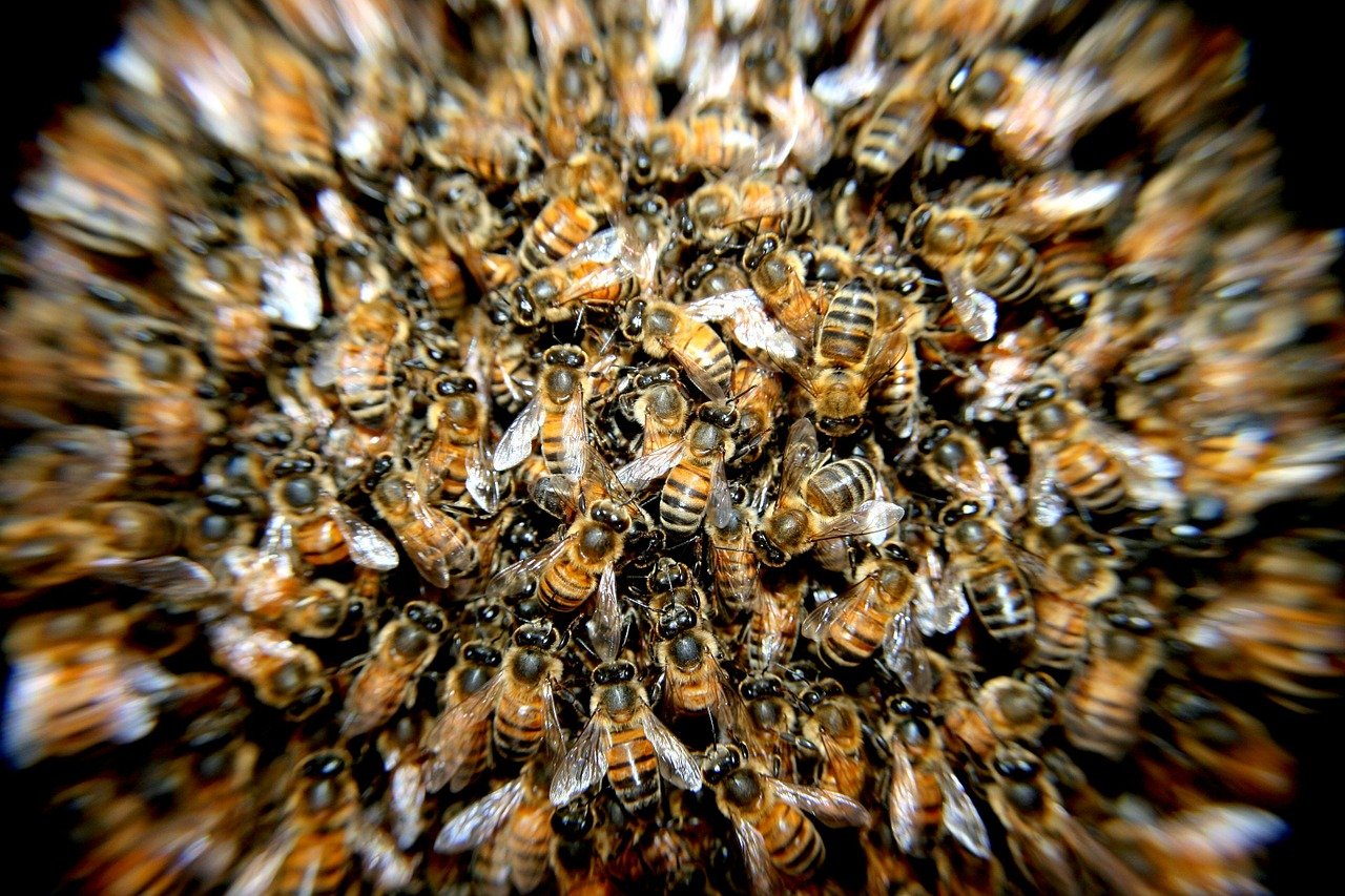 bees, insects, macro-276190.jpg